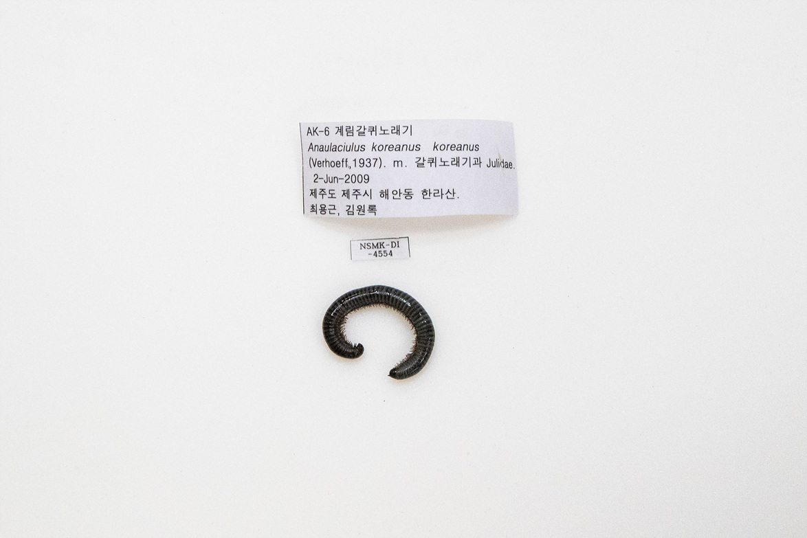 노래기