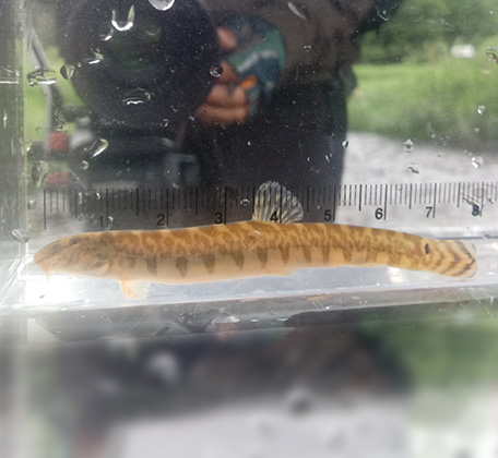 참종개